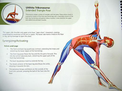 Yoga  stretch part Balance Runners hamstrings yoga  Biomechanics  â€“ poses for I